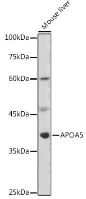 Western Blot: Apolipoprotein A5 Antibody [NBP3-03567] - Western blot analysis of extracts of Mouse liver, using Apolipoprotein A5 antibody (NBP3-03567) at 1:1000 dilution. Secondary antibody: HRP Goat Anti-Rabbit IgG (H+L) at 1:10000 dilution. Lysates/proteins: 25ug per lane. Blocking buffer: 3% nonfat dry milk in TBST. Detection: ECL Enhanced Kit. Exposure time: 5s.